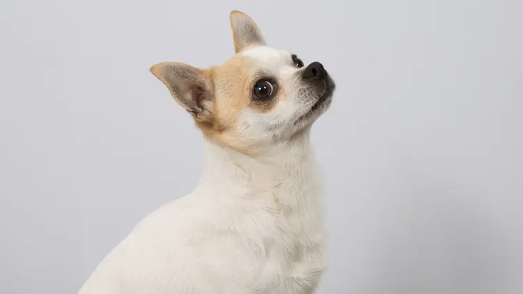 The oldest living dog in the world is a chihuahua from Florida